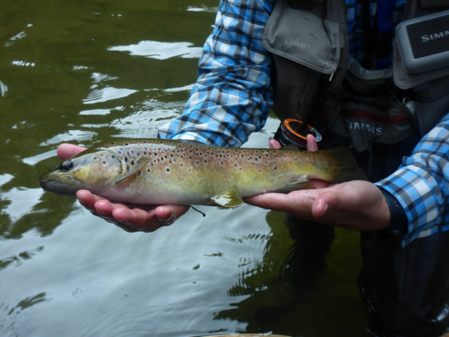 Séjour pêche d’automne en Aveyron (2ème Catégorie – Salmonidés)