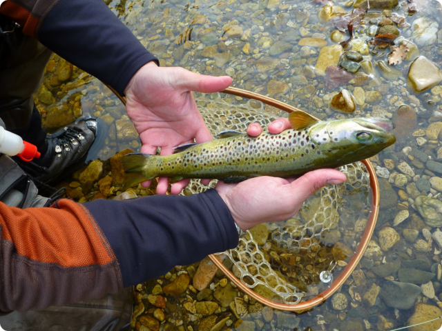 Séjour Promo Pêche « Ouverture en 1ère catégorie »